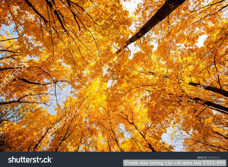 Tranh dán tường cây cối mùa thu T321-095